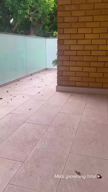 Likepets Brush Cat Comb Grooming